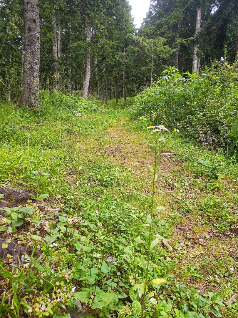 Meşeiçi Camping Alanı — Trabzon — küçük resim 4