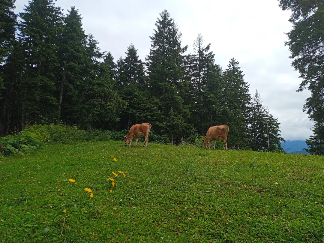 Meşeiçi Camping Alanı — Trabzon — küçük resim 2