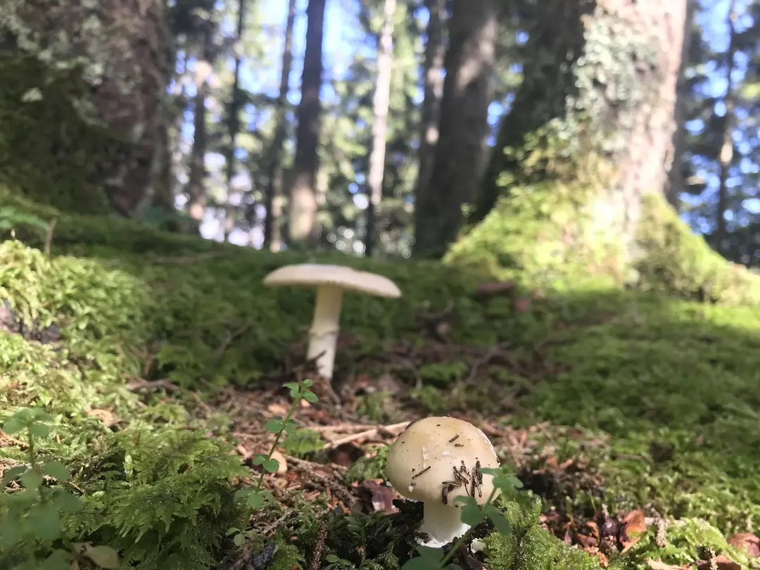 Çalcamili Nature Park — Trabzon — küçük resim 4