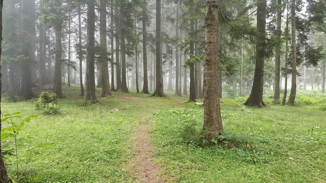 Çalcamili Nature Park — Trabzon — küçük resim 2