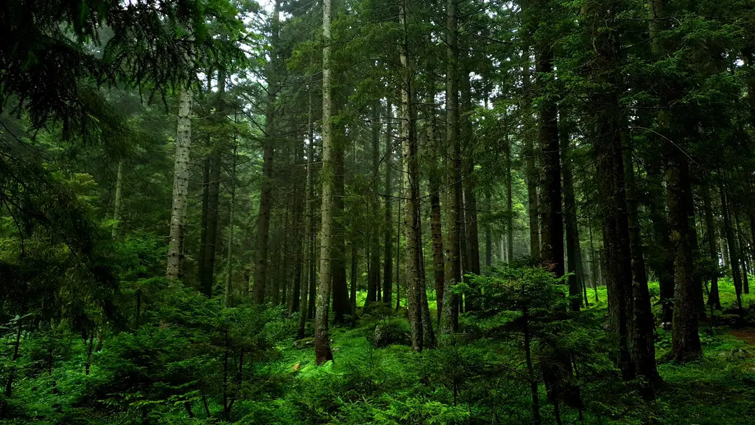 Çalcamili Nature Park — Trabzon — küçük resim 8