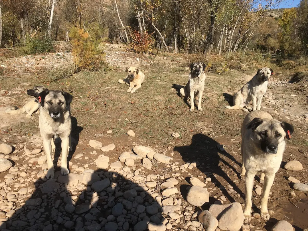 Örenönü Nature Park — Tunceli — küçük resim 6