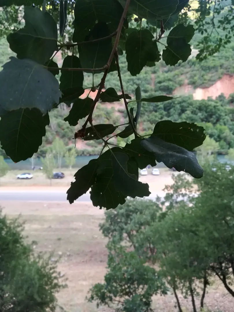 Miskisa — Tunceli — küçük resim 8