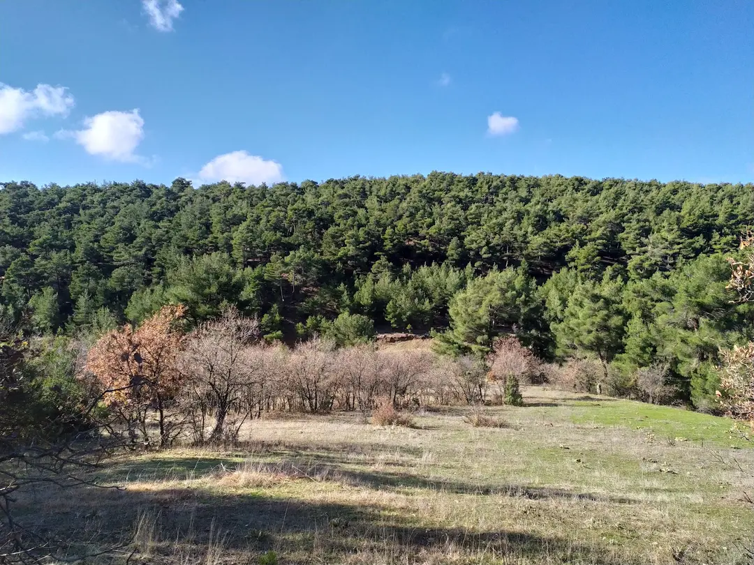Uşak City Forest — Uşak — küçük resim 6