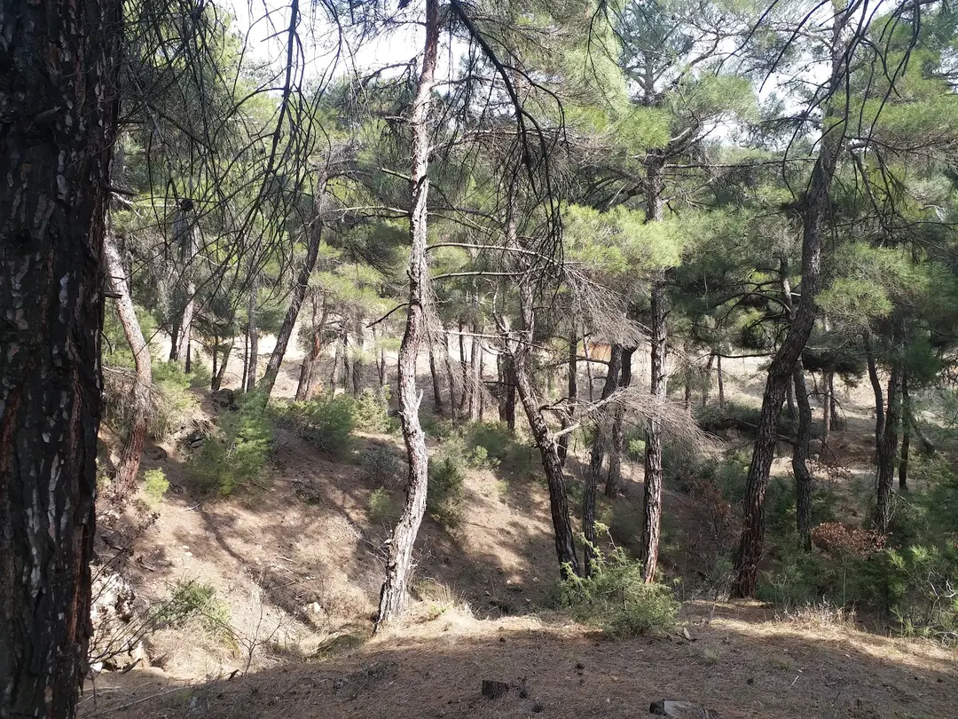 Uşak Kent Ormanı