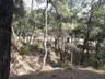 Uşak Kent Ormanı