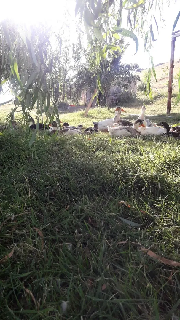 Çakıl Adası Aile Plajı Ve Kamp alanı — Van — küçük resim 9