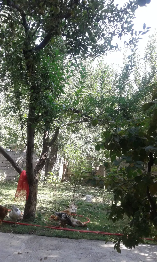 Sevgi Parkı — Van — küçük resim 5