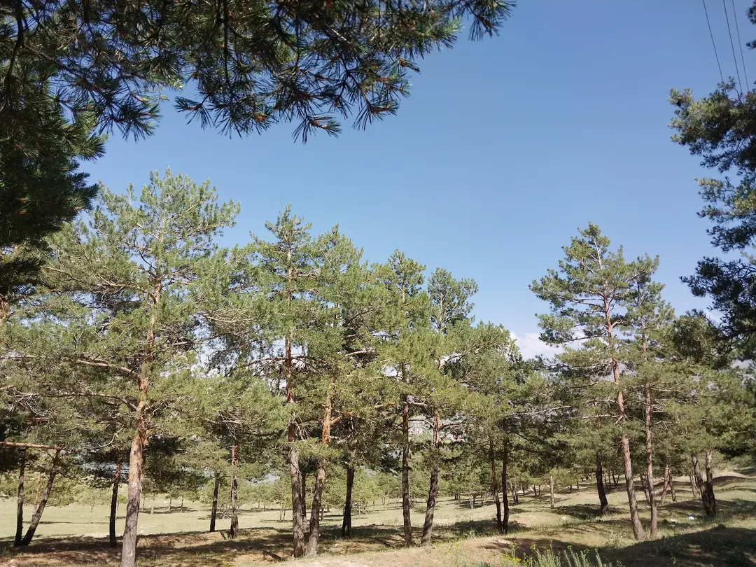 80. Yıl Cumhuriyet Ormanı — Van — küçük resim 5