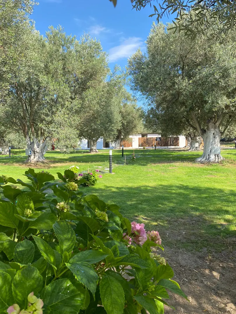 Zeytin Gölgesi — İzmir — küçük resim 4