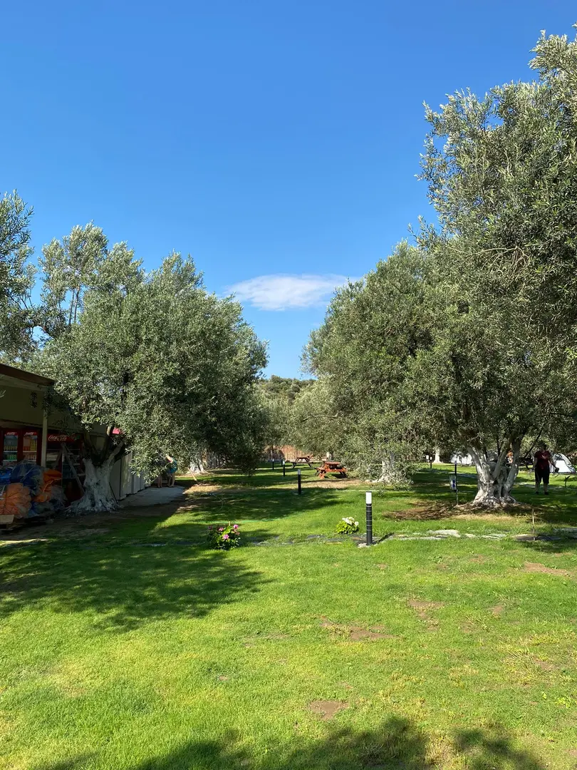 Zeytin Gölgesi — İzmir — küçük resim 5