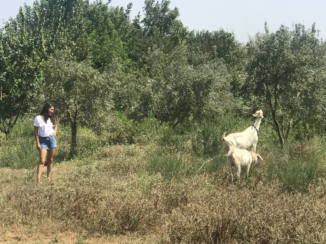 Moonligt Bungalows &Caravan&Glamping — İzmir — küçük resim 8
