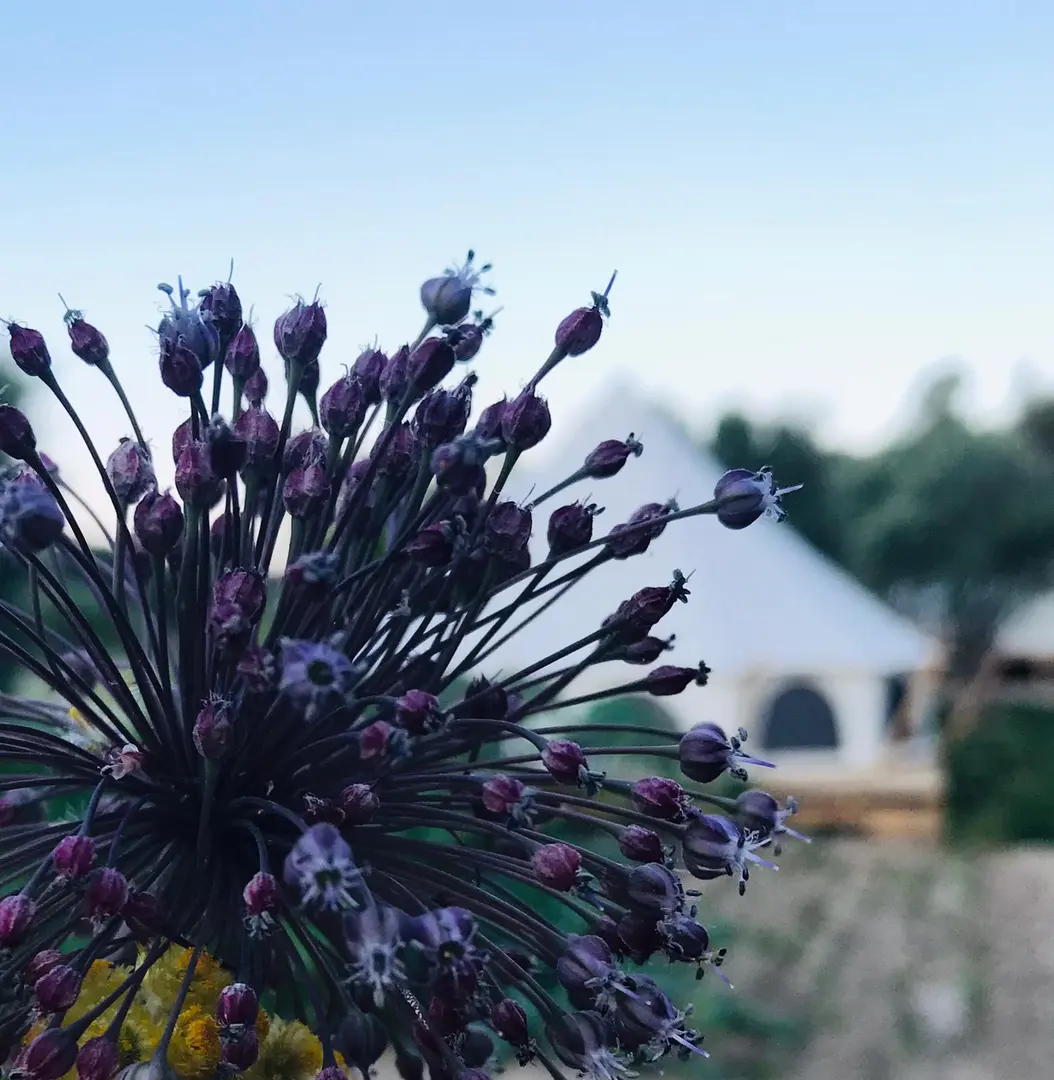 Capo Glamping — İzmir — küçük resim 3