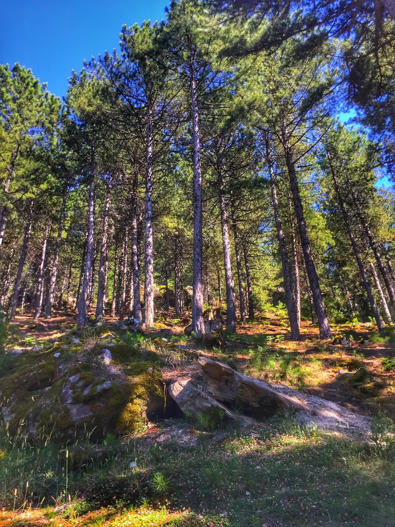 Şırlan Tabiat parkı — Aydın — küçük resim 2