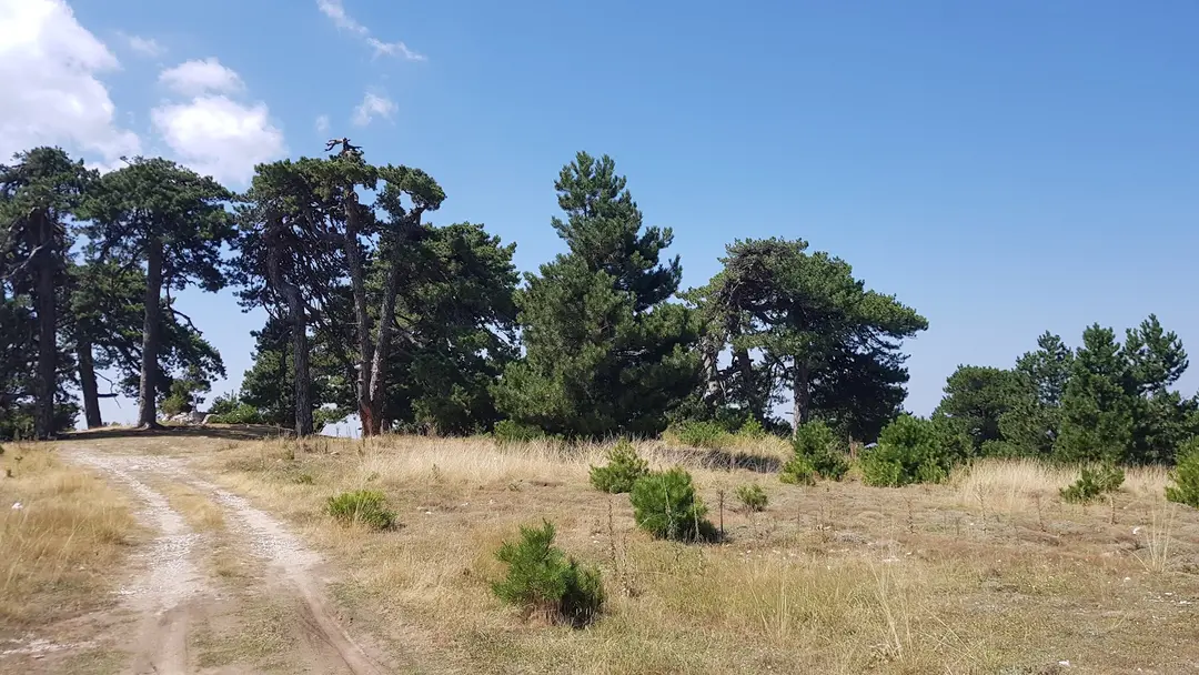 Şırlan Tabiat parkı — Aydın — küçük resim 10
