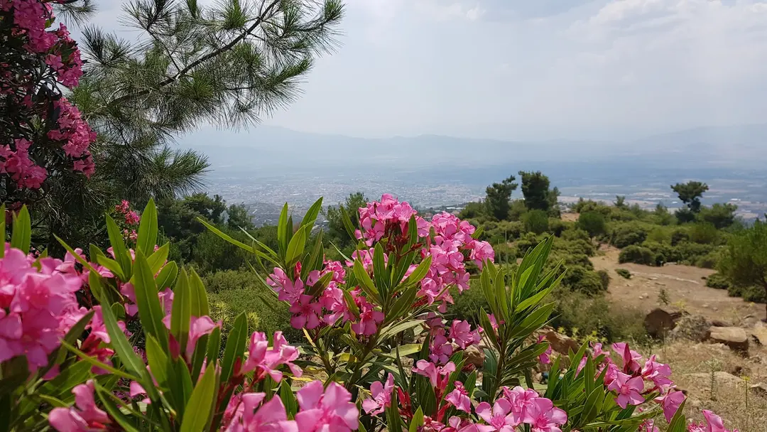 Şırlan Tabiat parkı — Aydın — küçük resim 9