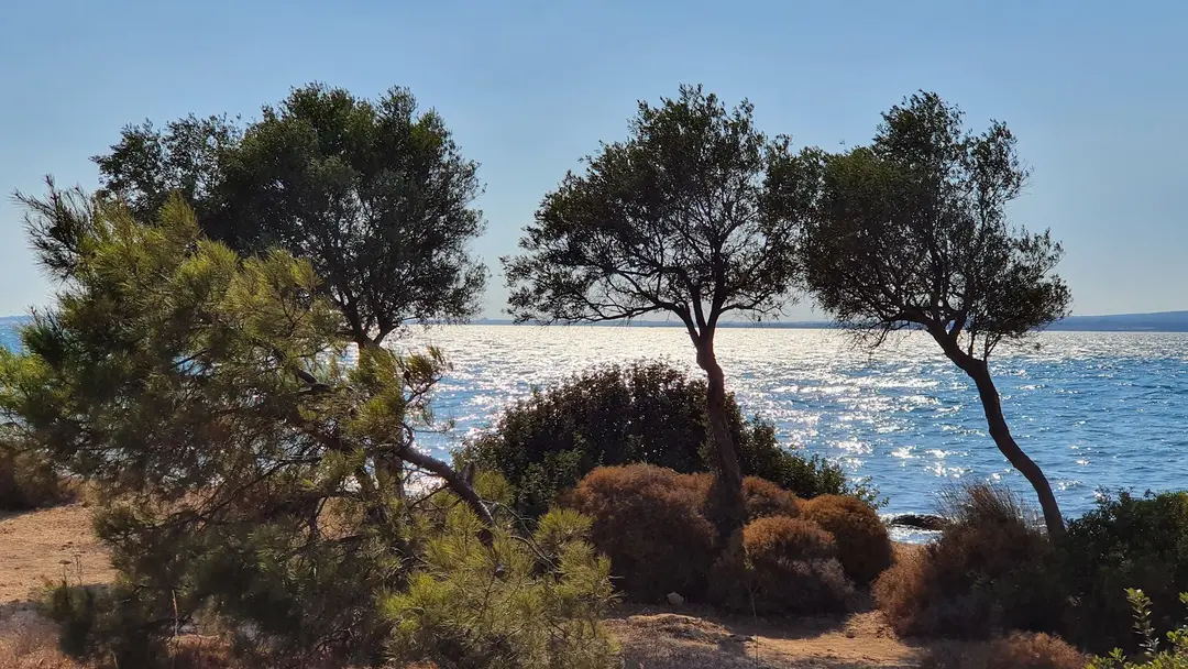 Çamlaraltı Koyu — Aydın — küçük resim 8