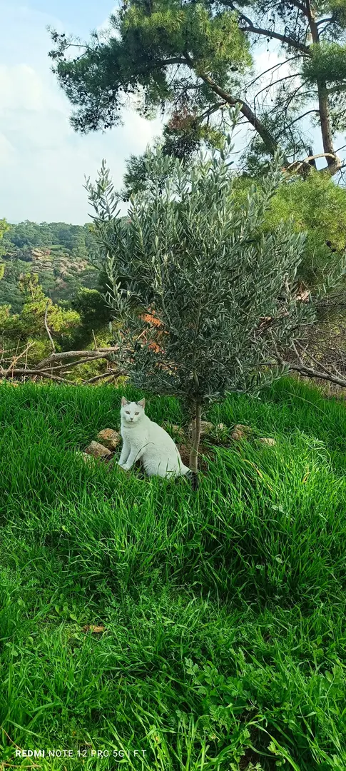 Kamp zula — Aydın — küçük resim 5