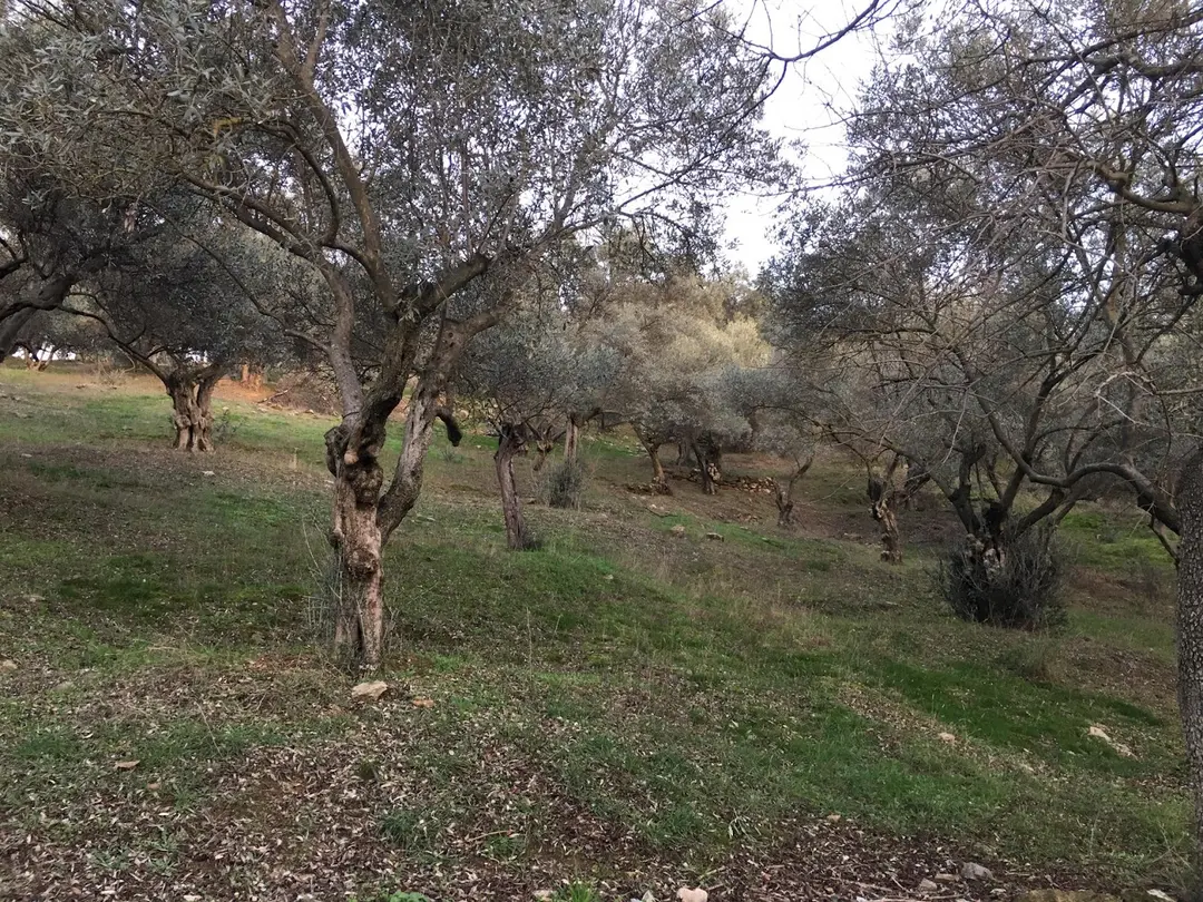 Area del Parco Nazionale Naturale — Aydın — küçük resim 2