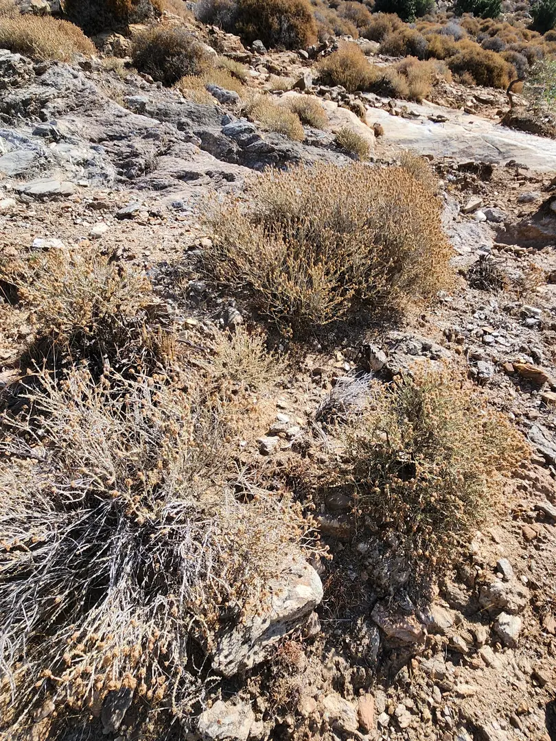 Bafa Lake Nature Park — Aydın — küçük resim 9