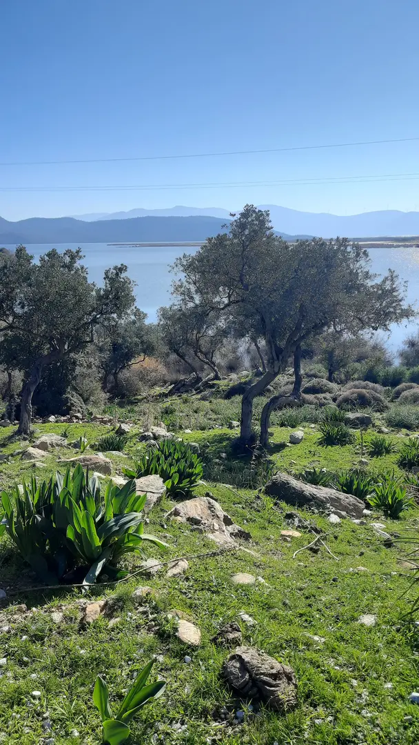 Bafa Lake Nature Park — Aydın — küçük resim 8