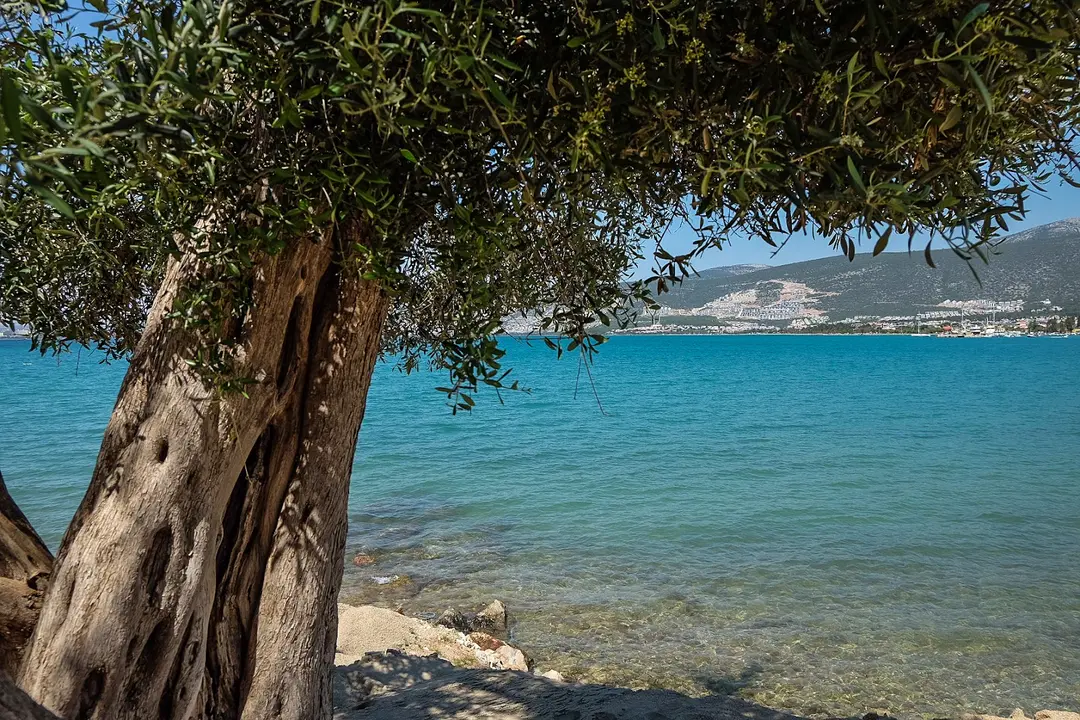 Deniz Deli Mavi Camping & Karavan Park — Aydın — küçük resim 10