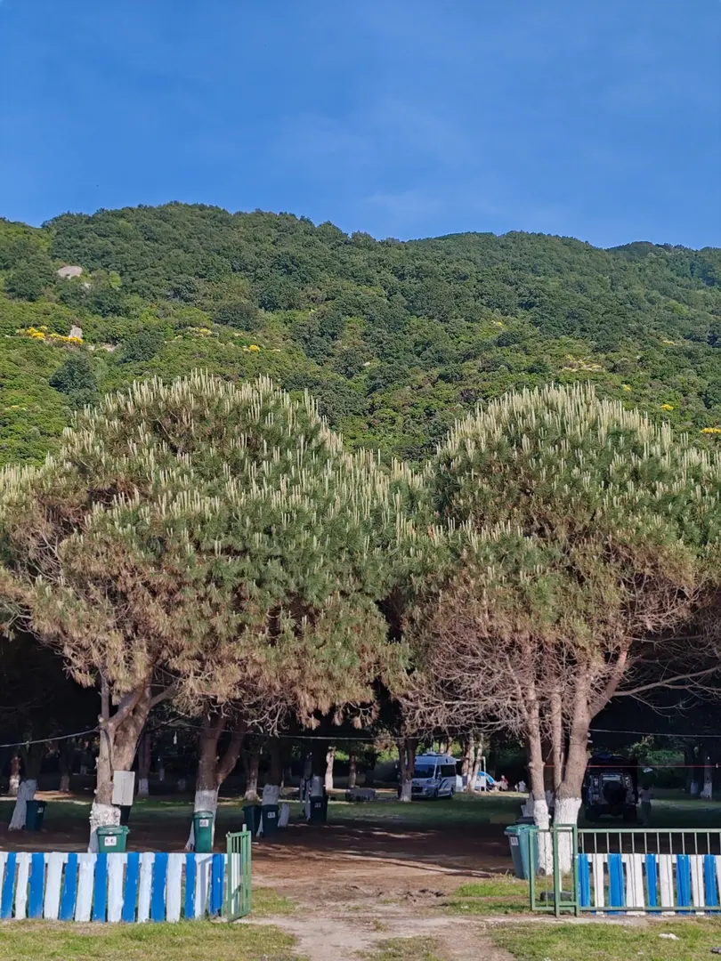 Çamlıkaltı Camping Cafe — Balıkesir — küçük resim 5