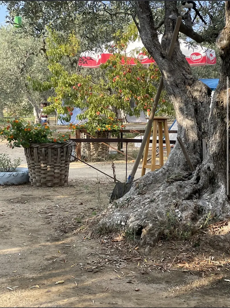Avşa Camping — Balıkesir — küçük resim 7