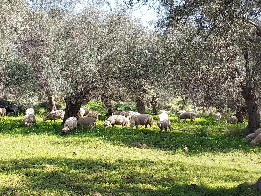 Ayvalık Islands Nature Park — Balıkesir — küçük resim 10