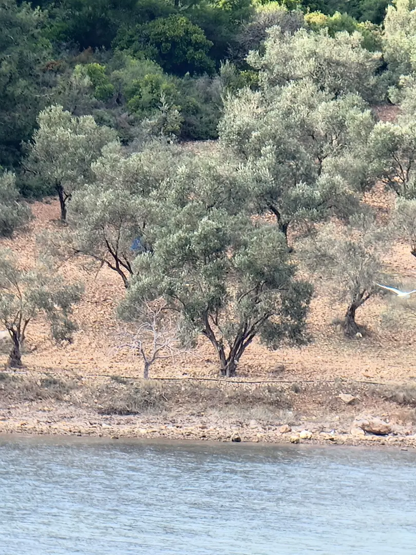 Ortunç Koyu — Balıkesir — küçük resim 5