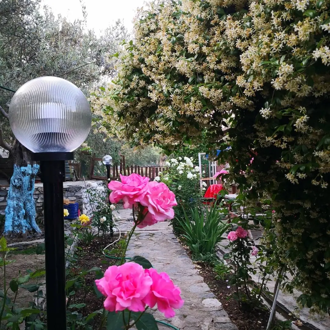ZeytinDağı Bungalow Hotel — Balıkesir — küçük resim 6