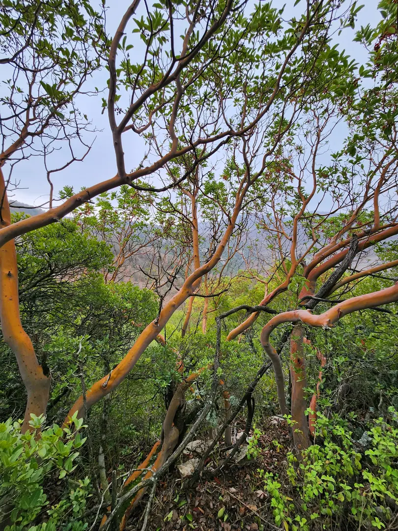 Artemea Yolu Camping Area — Balıkesir — küçük resim 7