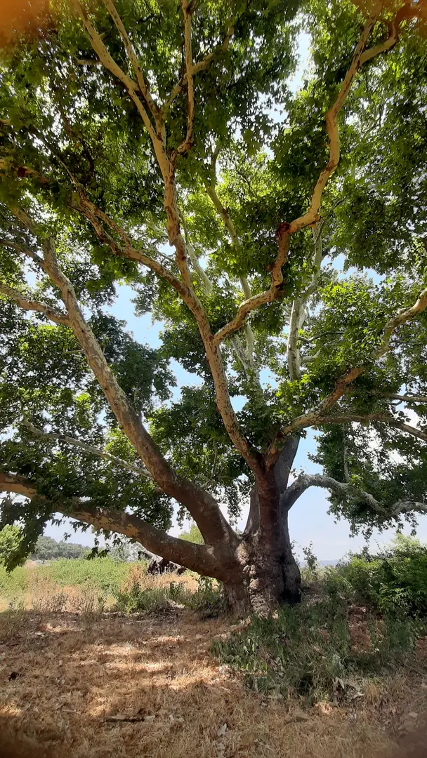 Artemea Yolu Camping Area — Balıkesir — küçük resim 10