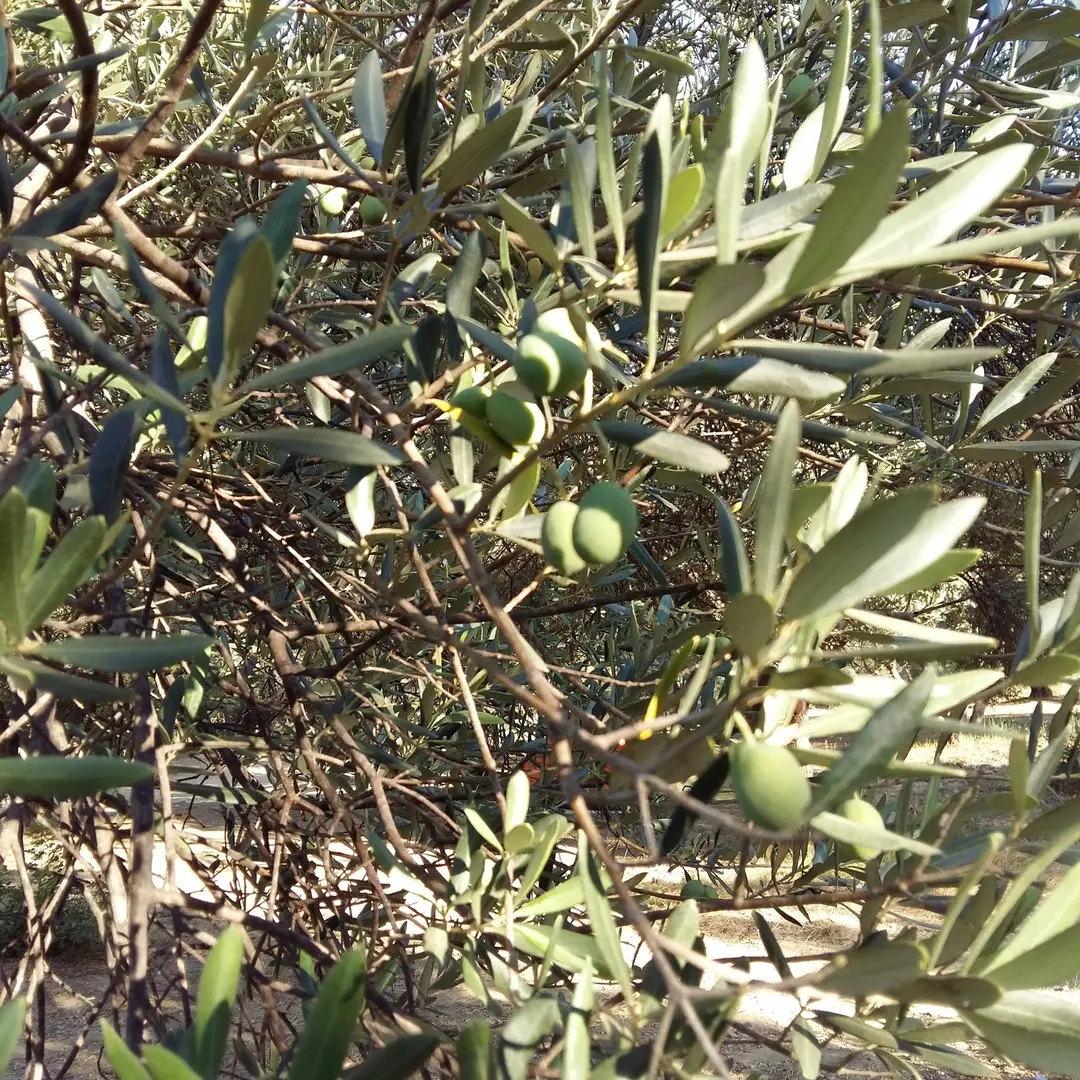 Zeytinlik Duş ve piknik yeri ve Şehitlik Turu Organizasyonu