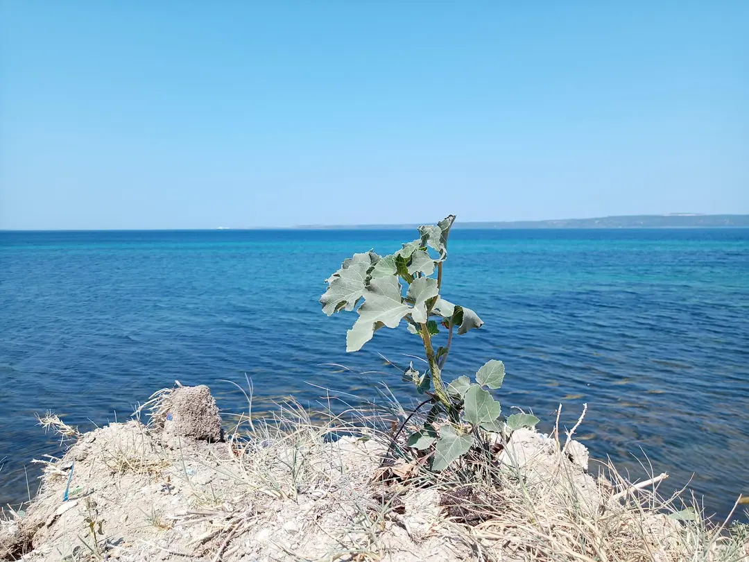 Youth Camp — Çanakkale — küçük resim 7