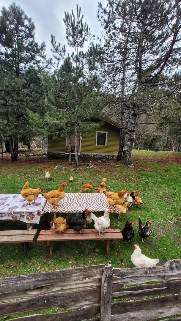 İdagonya Kamping & Bungalov — Çanakkale — küçük resim 6