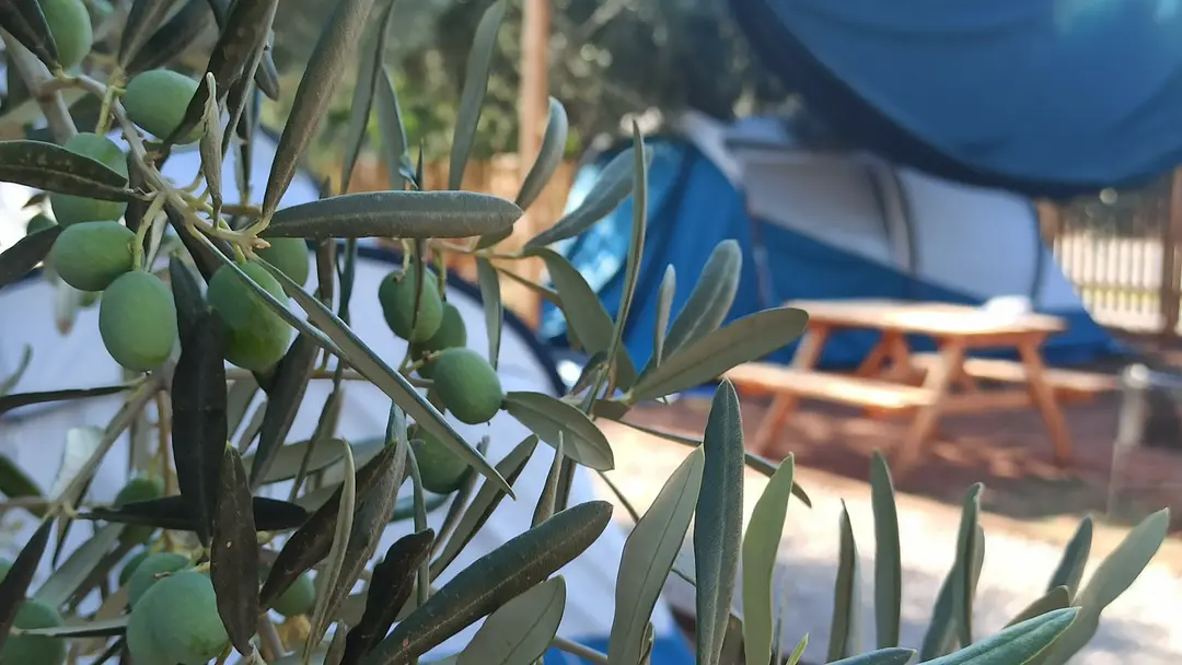 Vamos Camping — Çanakkale — küçük resim 4