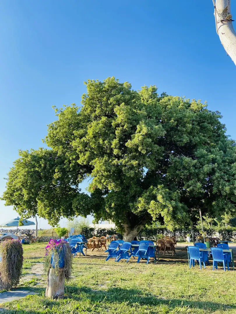 Eyvah Eyvah Camping Restaurant — Çanakkale — küçük resim 5