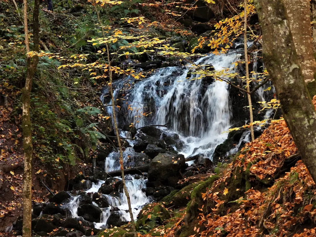Yedigöller National Park Camping Area — Bolu — küçük resim 4