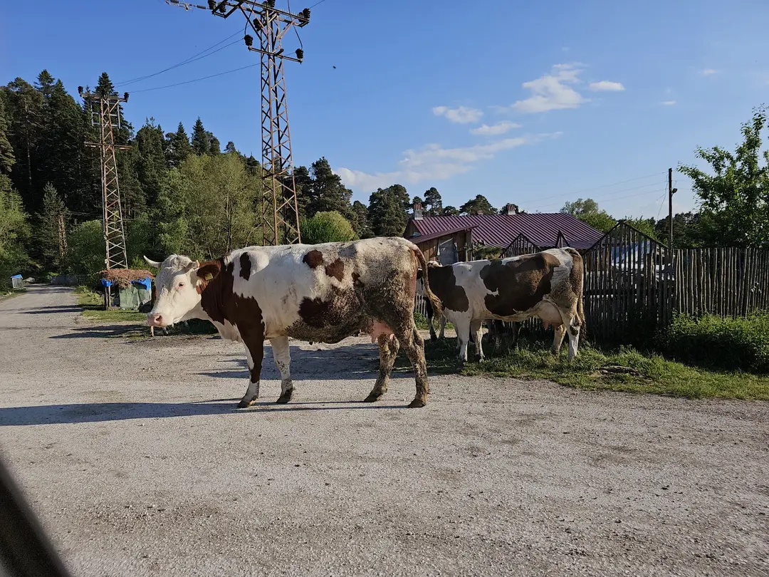 Göksu Nature Park Camping Area — Bolu — küçük resim 4