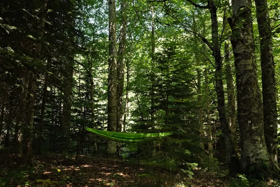 Yedigöller Ayıkayasısı Nature Park-Çadırlı Camping and Caravan Area- Fire Picnic Area — Bolu — küçük resim 10