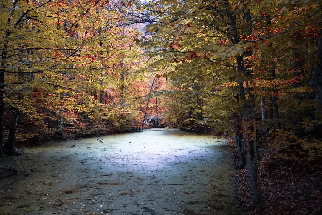 Yedigöller National Park — Bolu — küçük resim 9