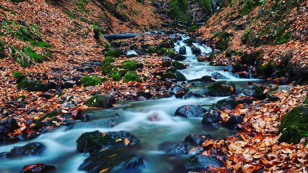 Yedigöller National Park — Bolu — küçük resim 3
