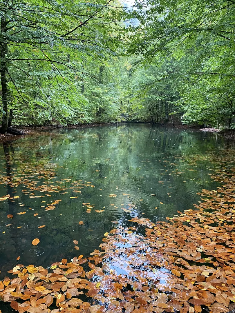 Yedigöller National Park — Bolu — küçük resim 10