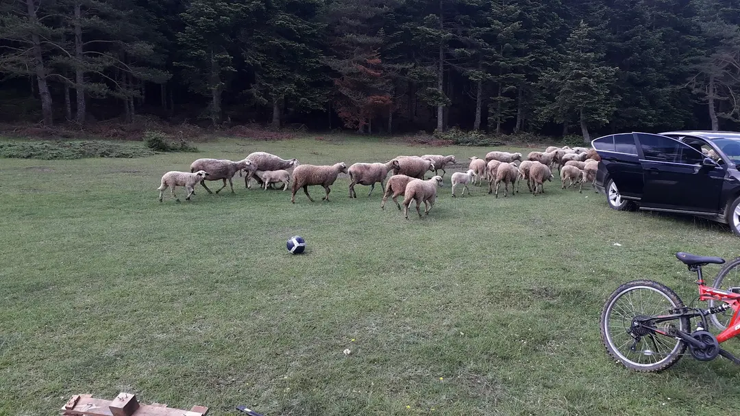 At Yaylası — Bolu — küçük resim 7