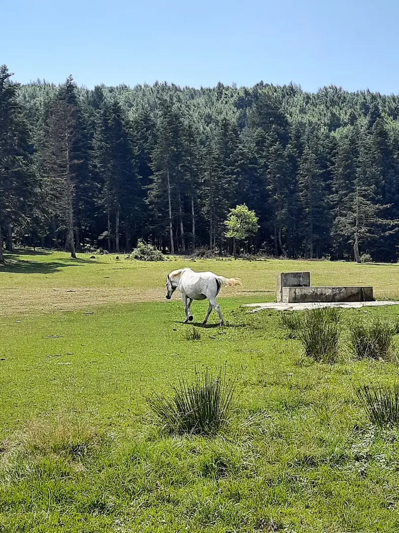 At Yaylası — Bolu — küçük resim 2