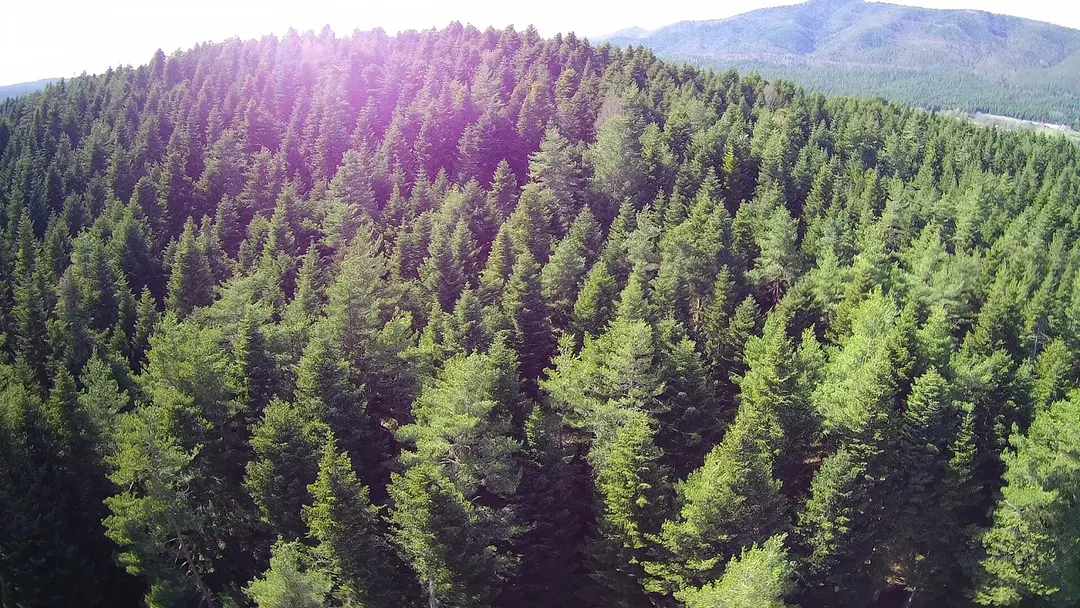 At Yaylası — Bolu — küçük resim 3