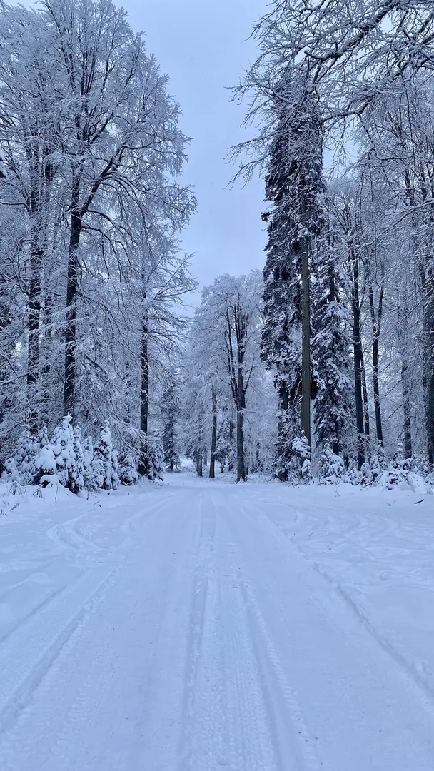 Sinekli Yaylası — Bolu — küçük resim 8