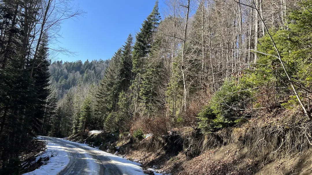 Sinekli Yaylası — Bolu — küçük resim 6
