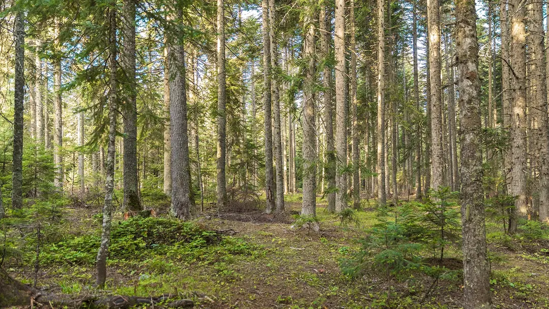 Sinekli Yaylası — Bolu — küçük resim 5